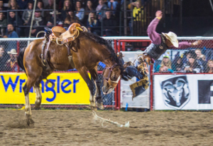 Window World TX San Antonio Rodeo