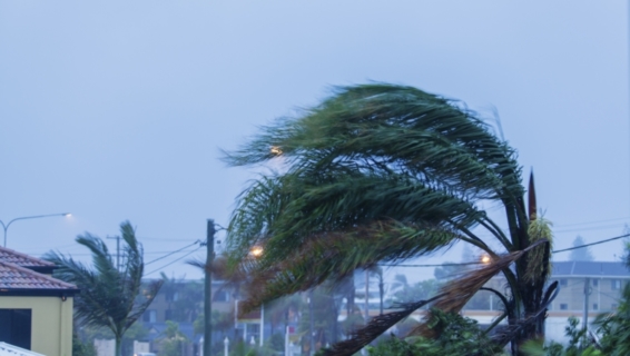 palm tree blowing in the wind during a hurricane in corpus christi