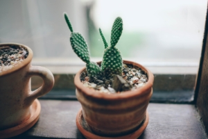 cactus plant